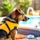 How to Keep Your Dog Safe Around Swimming Pools