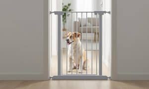 How to Choose the Best Indoor Dog Safety Gate