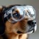 Dog Safety Goggles: Protect Your Pet's Eyes