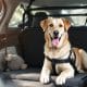 How to Choose the Best Dog Safety Guard for Your Pet