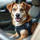 How to Choose the Best Dog Safety Harness for Car Travel