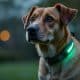 How to Choose the Best Dog Safety Light