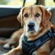 How to Choose the Best Dog Safety Seat Belt
