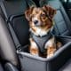 How to Choose the Best Dog Safety Seat for Your Car
