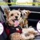 How to Choose the Best Dog Safety Seat Harness