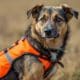 How to Choose the Best Dog Safety Vest for Hunting