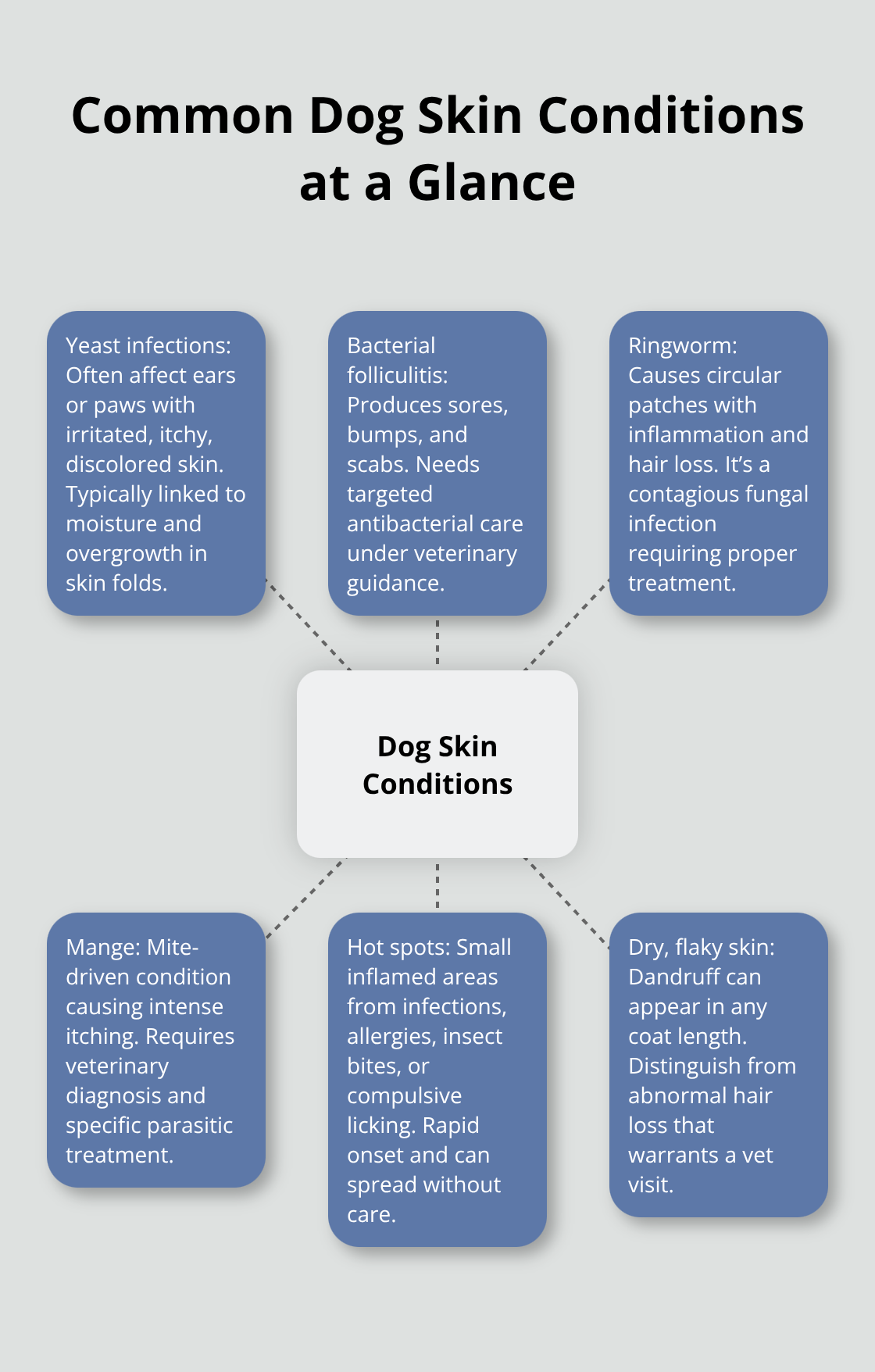 How to Choose the Best Dog Skin Care Products