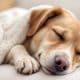 How Do Dog Sleeping Habits Change Over Time?