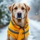 How to Keep Your Dog Safe on Winter Walks