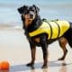 How to Keep Your Dog Safe Around Water