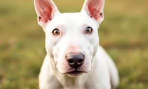 Rescuing English Bull Terriers: What You Need to Know