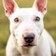 Rescuing English Bull Terriers: What You Need to Know