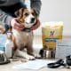 Ethical Pet Care Standards: A Compass for Responsible Dog Ownership