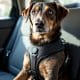 How to Keep Your Dog Safe with EzyDog Drive Car Harness