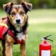 How to Train Your Dog for Fire Safety