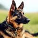 How to Train Your GSD: Essential Tips for Success