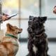 How to Choose a Dog Trainer: Tips for Finding the Right Fit