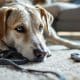 How to Break Bad Habits in Older Dogs