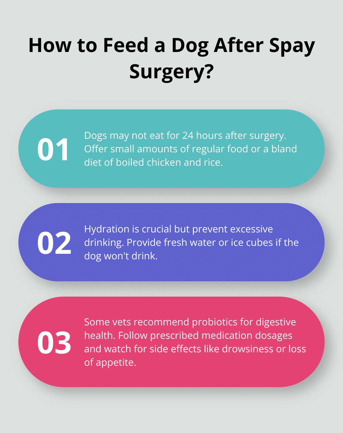 Post-Surgery Care for Your Spayed Dog – The Dogington Post - Reasons For Vomiting After Spaying Surgery