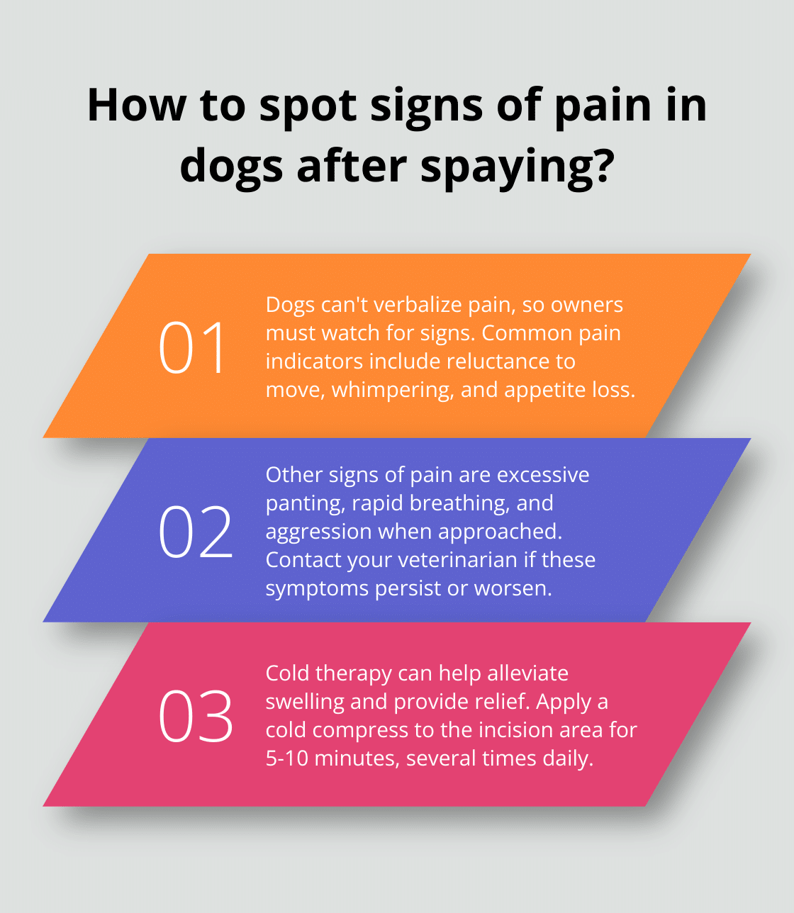 How to Care for Your Dog After Spaying Surgery – The Dogington Post