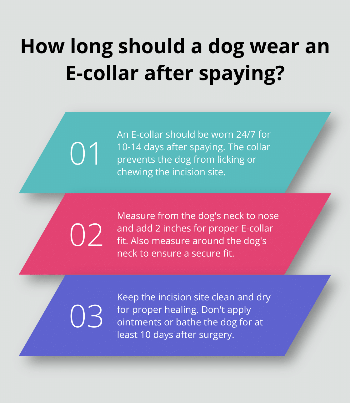 How to Care for Your Dog After Spaying Surgery – The Dogington Post