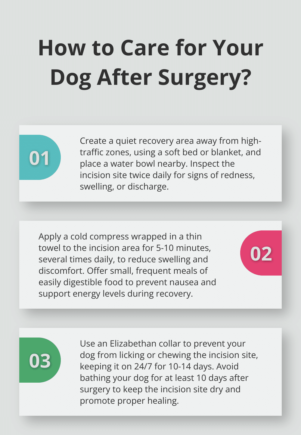 How to Care for Your Dog After Spaying Surgery – The Dogington Post