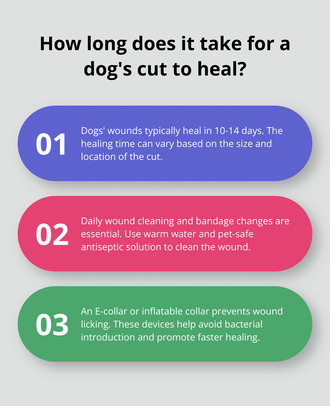 How to Care for Your Dog’s Cut: Essential Tips – The Dogington Post