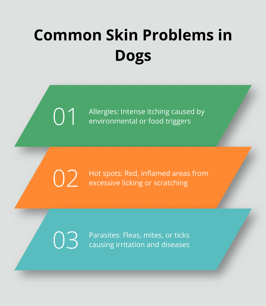 Common Dog Health Issues: What Every Owner Should Know – The Dogington Post