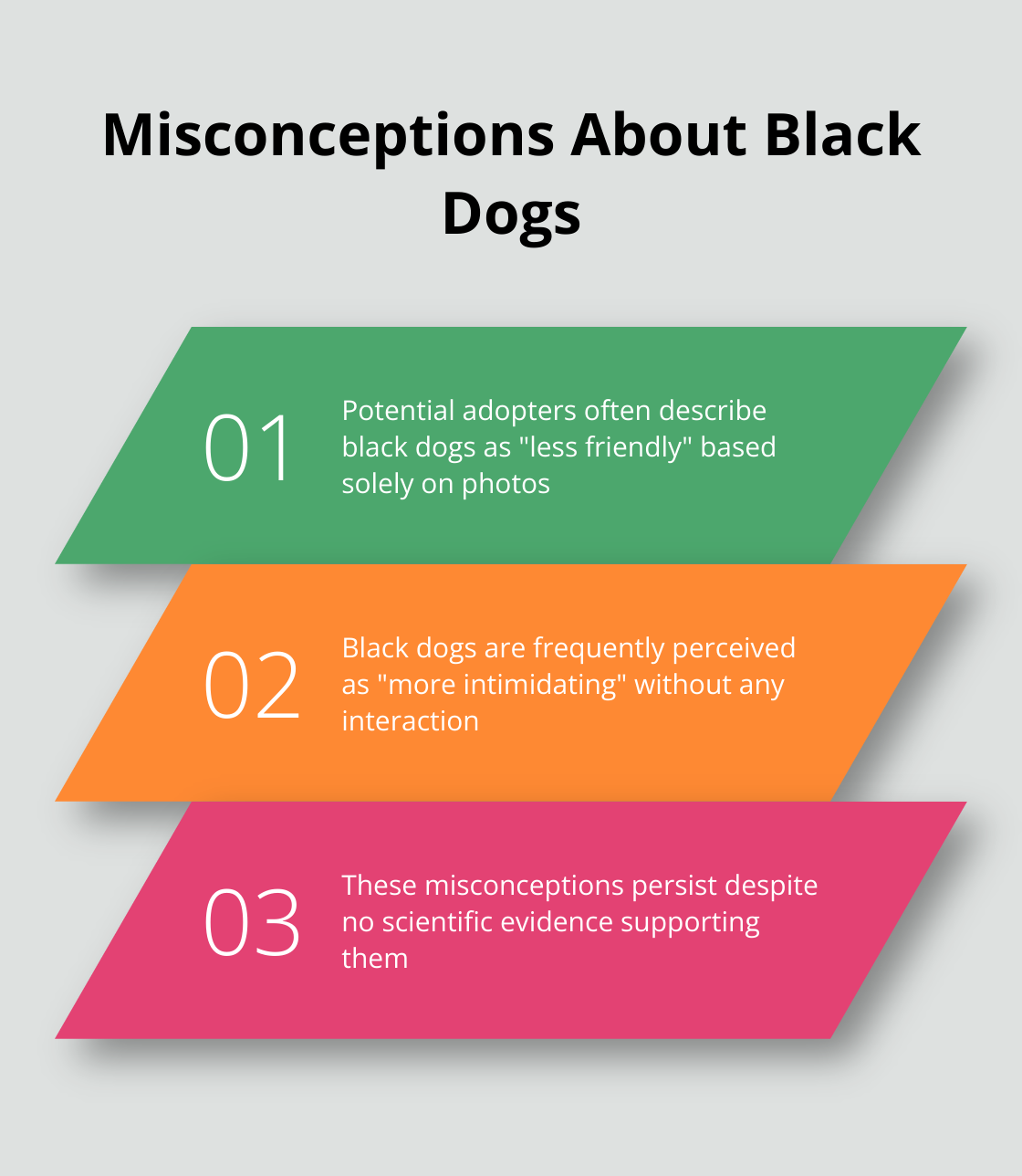Why Are Black Dogs Less Likely to Be Adopted? – The Dogington Post