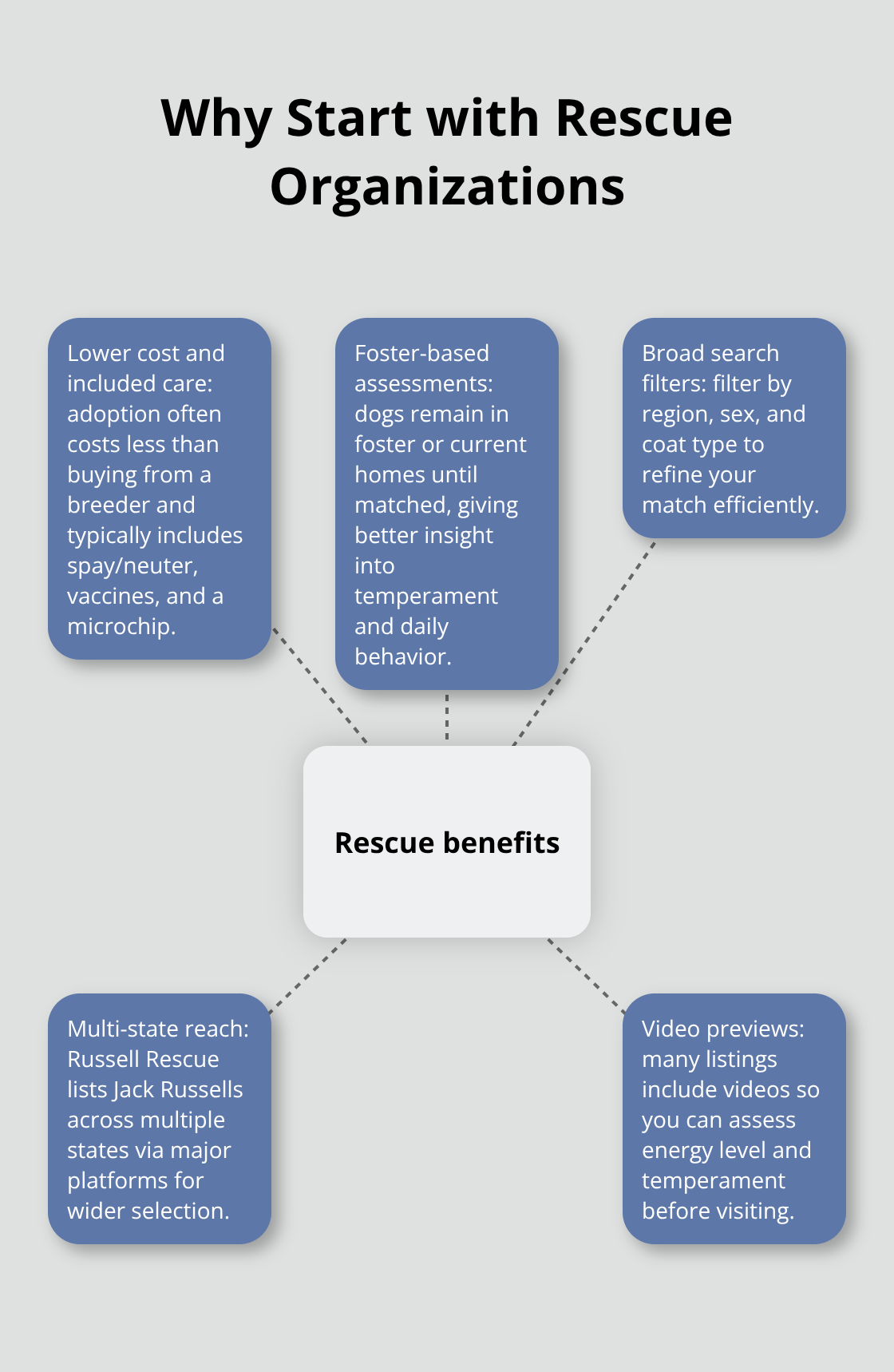 How to Find Jack Russell Terrier Puppy Adoption Options