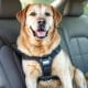 How to Ensure Large Dog Car Safety