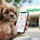 How to Find Lhasa Apso Puppy Adoption Centers Near You