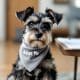 How to Find Miniature Schnauzer Puppy Adoption Options