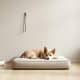 Minimalist Dog Lifestyle: Simplify Your Pup's Daily Routine