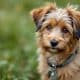 When Is National Rescue Dog Day in 2025?