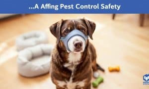 How to Keep Your Dog Safe During Pest Control