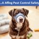 How to Keep Your Dog Safe During Pest Control