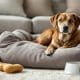 How to Help a Rescue Dog Adjust to Their New Home
