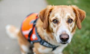 How to Keep Your Safety Dog Protected and Healthy