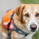 How to Keep Your Safety Dog Protected and Healthy