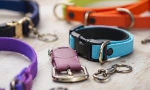 How to Choose a Safety Release Dog Collar for Your Pet