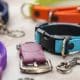 How to Choose a Safety Release Dog Collar for Your Pet