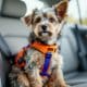 How to Ensure Small Dog Car Safety