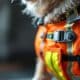 How to Choose the Best Small Dog Safety Vest