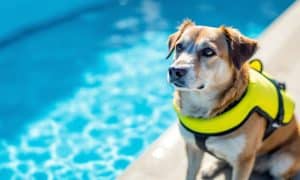 How to Keep Your Dog Safe Around the Swimming Pool