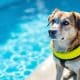 How to Keep Your Dog Safe Around the Swimming Pool