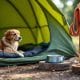 How to Camp with Your Dog: Essential Tips and Tricks