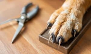 How to Trim Your Dog's Nails: Essential Tips and Tricks