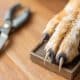 How to Trim Your Dog's Nails: Essential Tips and Tricks