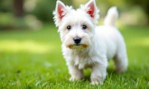 Westie Rescue: Finding Your Perfect Canine Companion